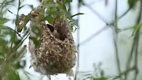 Walk into nature animals photograph birds