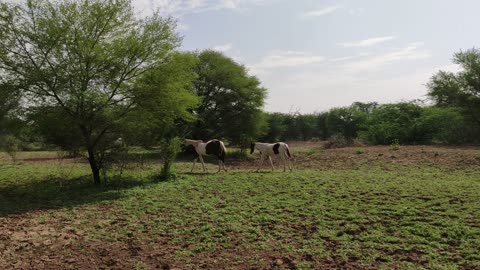 A beautiful open field suit for horse living