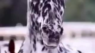 Have you ever seen horses like that? Write it in the comments