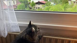 The cat almost managed to catch the fly