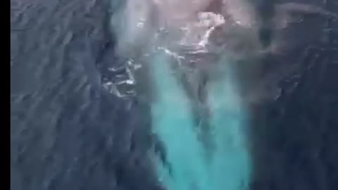 A Big Blue Whale breathtaking Drone Footage