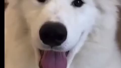 Cute dog