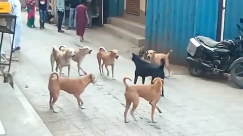 Dog Fighting part 3