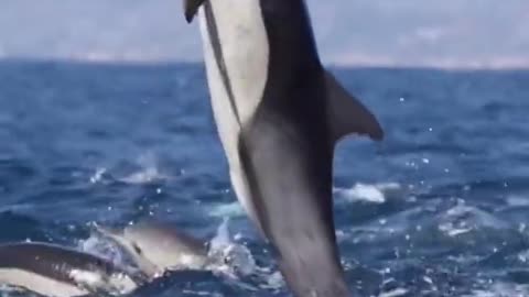 Dolphin fish jump in the see