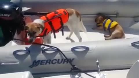 Dogs on boat! Very hilarious and funny dog