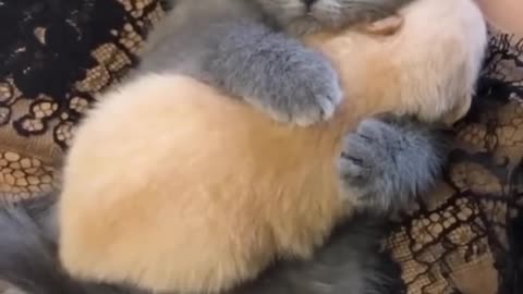 Kitten hugs puppy😍🤗