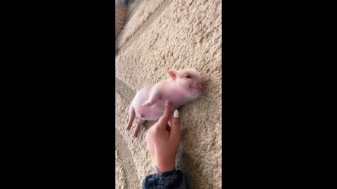 piggy likes affection