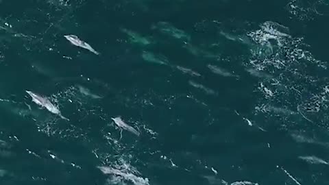 Thousands of Dolphins from Mega Pod in California's Monterey Bay