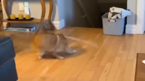 Funny animals - Funny cats / dogs - Funny animal videos 1 Funny animal videos / Funny cats / Funny