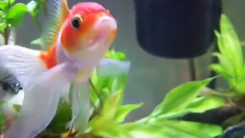 Fancy Oranda Goldfish With Live Plants