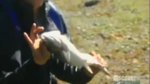 Bear Grylls eats live Salmon