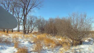 Pheasant Hunting in the snow