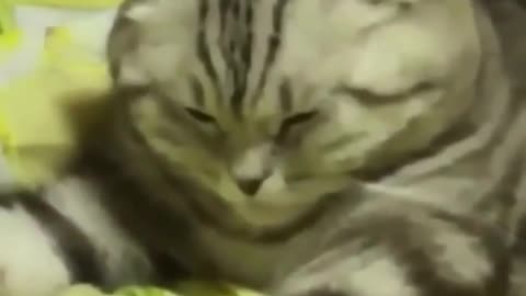 Funny sleep cat