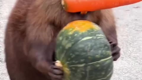 Funny animals video