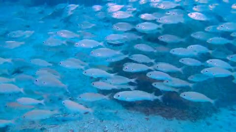 School of Fish UnderWater