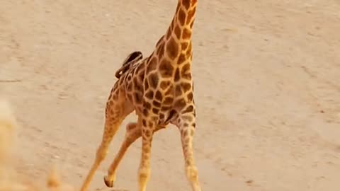 Angry mother giraffe