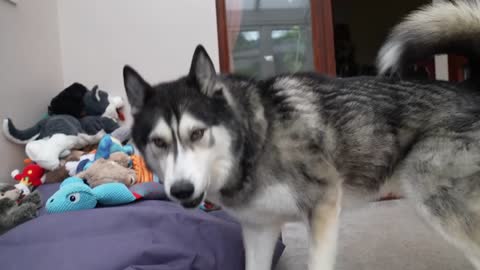 Husky Reacts to The Wrong Names People Call Him!