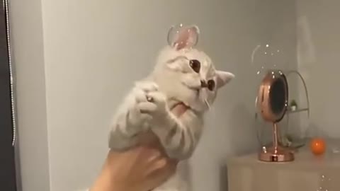 CAT PLAYING WITH AIR BUBBLES🐱❤️| SUBSCRIBE CUTIEE TV 🔴| CUTE PETS VIDEO ✨ | #CATS