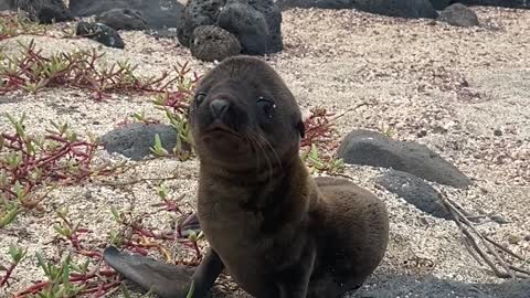 Greeting an Adorable Baby Sea Lion