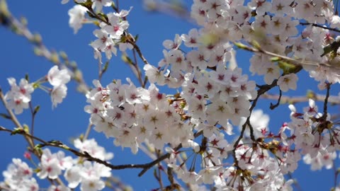 Beautiful Flowers and Birds Voice (3)