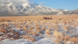 Here come the horses