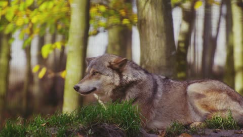 The wolf rest and enjoy to see the nature
