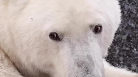 polar bear