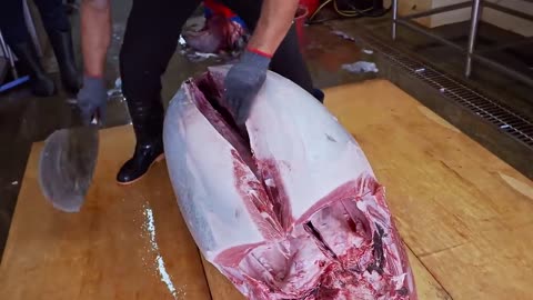 World's_Sharpest_Knife！Amazing Giant bluefin tuna cutting Master