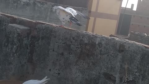 Pigeon love shorts video kabutar