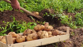 New Potato Variety is Resistant to Potato Blight - Future Technology
