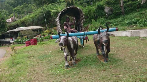 Haputhale mountain traditional cow