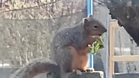 Squirrel Finds Easter Egg And Eats the Chocolate Inside It