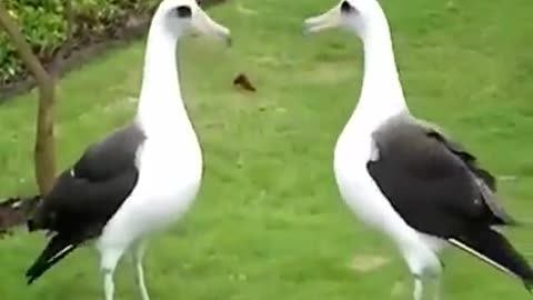 Albatrosses doing their love dance