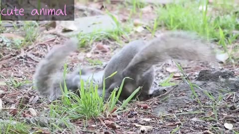 Cute animals funny moments