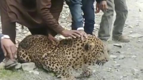 tiger caught in murree