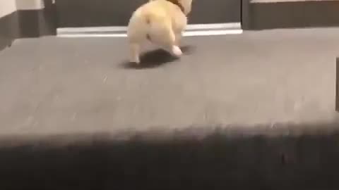 Adorable Dog exercising up the stairs