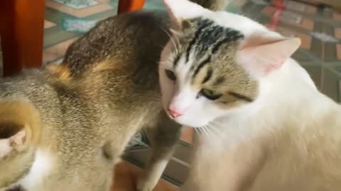 Funny Baby Cat | Cute Cat | Cute Baby Cat