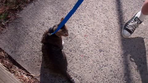 Leash Training Your Cat