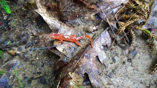 Eastern Newt