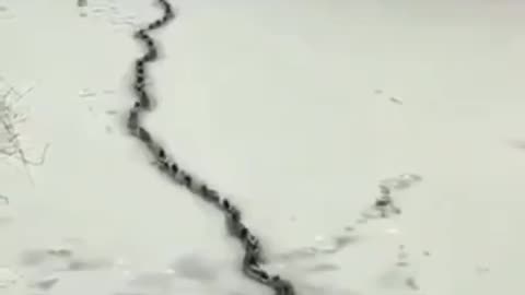 a line of ducks all follow a tiny crack in ice