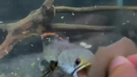 angry channa fish