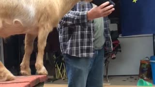 Pet Goat Wants a Drink