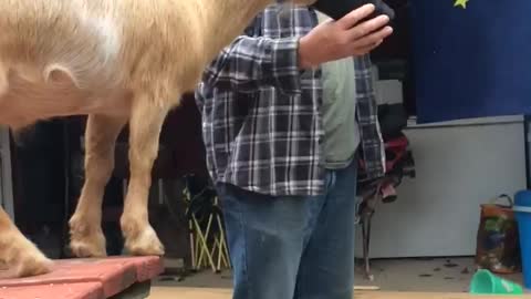 Pet Goat Wants a Drink