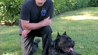 Why the Cane Corso Breed Are NOT Used as Police Dogs