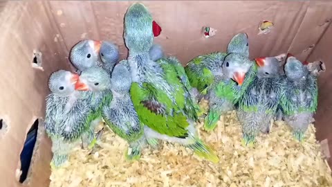 Ringneck Parrot chicks available for sale