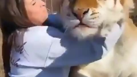 A loving tiger!