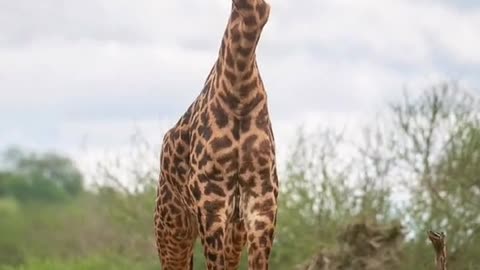 Giraffes fight and their necks are beaten askew in the animal world