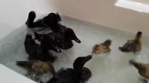 Cayuga, Golden 300 Ducklings, and Goslings First Swim