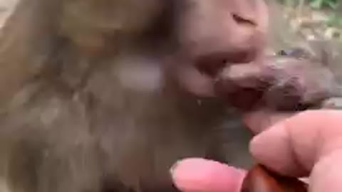 cute monkey eats with his hand