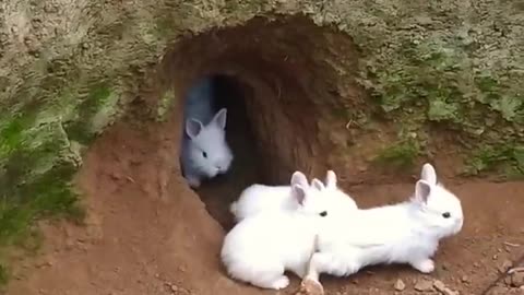 Rabbit hole
